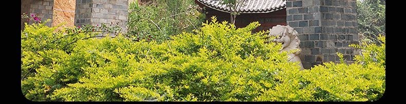 雲霧繚繞的易武茶園