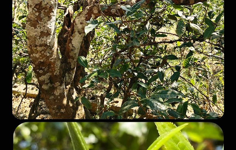 易武古茶樹